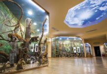 Природонаучният музей в Пловдив със забавни работилници за малчуганите през февруари