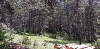 Проверки на горските в 11 стопанства, в това число и в ДГС Асеновград, са отчели множество нарушения