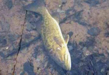 Проверяват сигнал за мъртва риба в Бачково