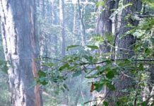 Планинските пожари в Асеновградско са напълно потушени