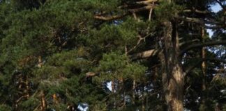 Поредни отличия за талантите от музикална школа „Станимака“