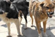 Търсят доброволци за улов на безстопанствени кучета в Асеновград