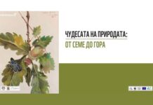 „Чудесата на природата: от семе до гора“