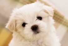 45 са регистрираните домашни кучетата в Асеновград и общината през 2016 година