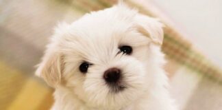 45 са регистрираните домашни кучетата в Асеновград и общината през 2016 година