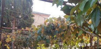 В духа на Хелуин започна новата учебна година за мини Арт школата „Декорирани творения” в Асеновград