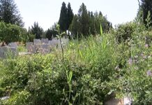 Сигнализират за неокосени и непочистени треви по алеите на новите асеновградски гробища
