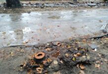 Единствено липи и софории са предвидени за изсичане по ул. „Асенова крепост”, някои са с прогнила коренова система