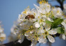 Поверия за Благовец