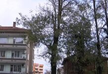 Опасно дърво „чака” една година, за да бъде подкастрено