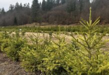 Над 22 500 коледни елхи отново пуска в продажба ЮЦДП – Смолян