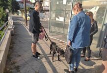 Проверяват имат ли чип домашните кучета