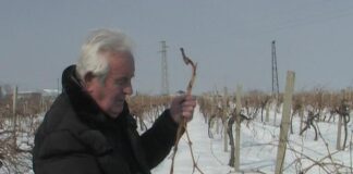 Зарязаха лозята в Куклен