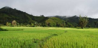 Стопаните получиха над 4 млн. лева за площи с висока природна стойност