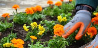 Започнаха дейностите по озеленяването в общината