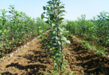 3 134 оператора са вписали данни в Регистъра на биологичното земеделие