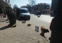 Проблемът с бездомните кучета в Асеновград отново набира сила