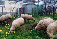 Започва дезинфекцията срещу чумата по животните в областта