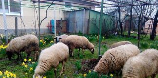 Започва дезинфекцията срещу чумата по животните в областта