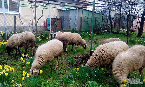 5441062_100851553_big