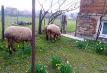 Животновъдни организации даряват животни на колегите си в Странджа