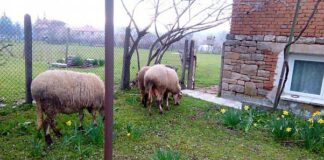 Няма съмнения за това, че в България има чума по дребните преживни животни