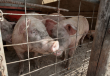 Повишават мерките за биосигурност в стопанствата, за да се запази производството на свинско месо