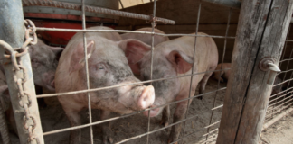 Още една индустриална ферма е засегната от Африканска чума по свинете в област Силистра