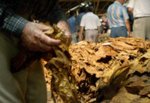 Започва втори прием по държавната помощ de minimis за тютюнопроизводители