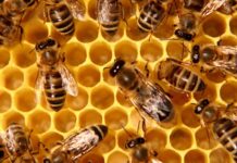 Кредити за над 500 000 лева получиха пчеларите по НПП