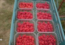 Португалски фермери търсят български работници