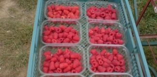 Португалски фермери търсят български работници