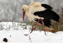 Щъркелите, цъфналите дръвчета и минусовите температури