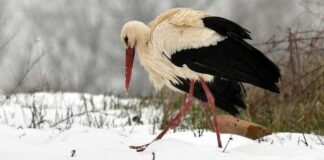 Щъркелите, цъфналите дръвчета и минусовите температури