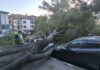 Дърво падна върху два автомобила на ул. „Съединение“
