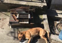 Неизвестен отрови бездомни кучета в кв. Горни Воден