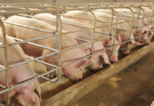 БАБХ: Щетите от АЧС могат да достигнат 2 млрд. лв.