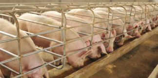 От утре започва изплащането на еднократната помощ от 300 лв. на стопанство