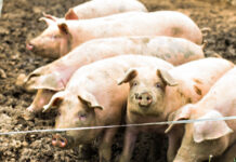 Регистрираха първи случай на африканска чума по свинете у нас