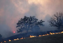 Над 80 пожара в горските територии на цялата страна са възникнали само през месец август Източник: EPA/БГНЕС