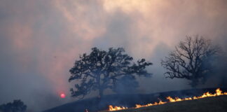 Над 80 пожара в горските територии на цялата страна са възникнали само през месец август Източник: EPA/БГНЕС