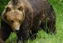 Мониторинг на популациите на кафявата мечка в района на с. Мостово проведе РИОСВ Пловдив