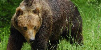 Мониторинг на популациите на кафявата мечка в района на с. Мостово проведе РИОСВ Пловдив