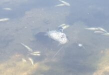 Голямо количество мъртва риба в река Марица в района на Цалапица