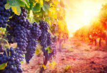 Предстои поредица от слънчеви дни в Асеновград