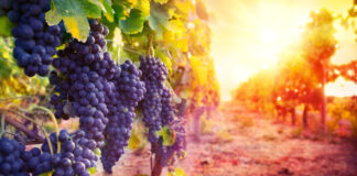 Предстои поредица от слънчеви дни в Асеновград