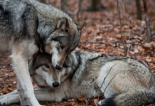 От утре започва самолетна ваксинация срещу бяс по дивите животни