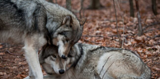 От утре започва самолетна ваксинация срещу бяс по дивите животни
