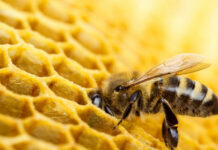 Пчеларите могат да подават заявление за плащане по Националната програма по пчеларство за 2021 г. до 16 август