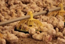 Птицевъдните обекти в страната изпълняват изискванията за биосигурност и контрол за Салмонела и Инфлуенца